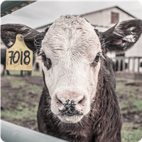 Cattle Identification Tags