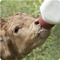 Calf Feeding